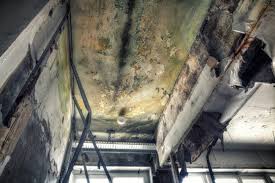 Best Mold Damage Restoration  in Roaring Spring, PA